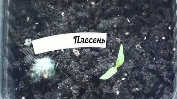 Белая плесень на земле с рассадой: как избежать паники и принять эффективные меры
