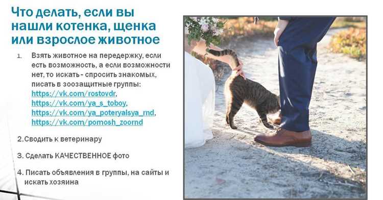 Питание: чем кормить, а что под запретом