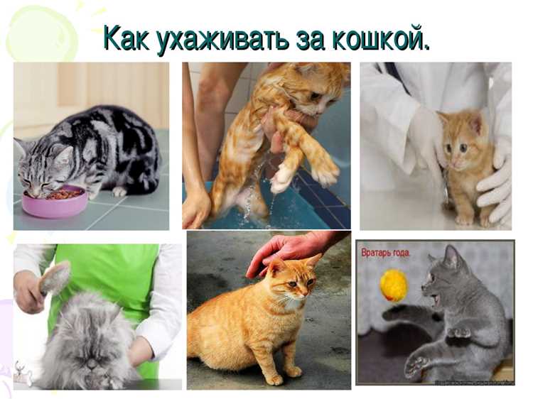 Первые действия после того, как принесли котенка домой
