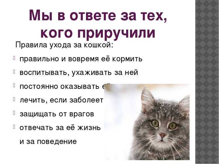 Что делать с котенком с улицы: пошаговая инструкция и советы
Или альтернативный вариант:
Котенок с улицы: как помочь, приютить и ухаживать за ним