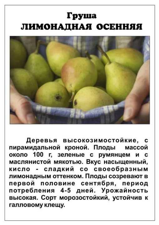 Как дозреть дубовые груши в домашних условиях: полезные советы и рекомендации