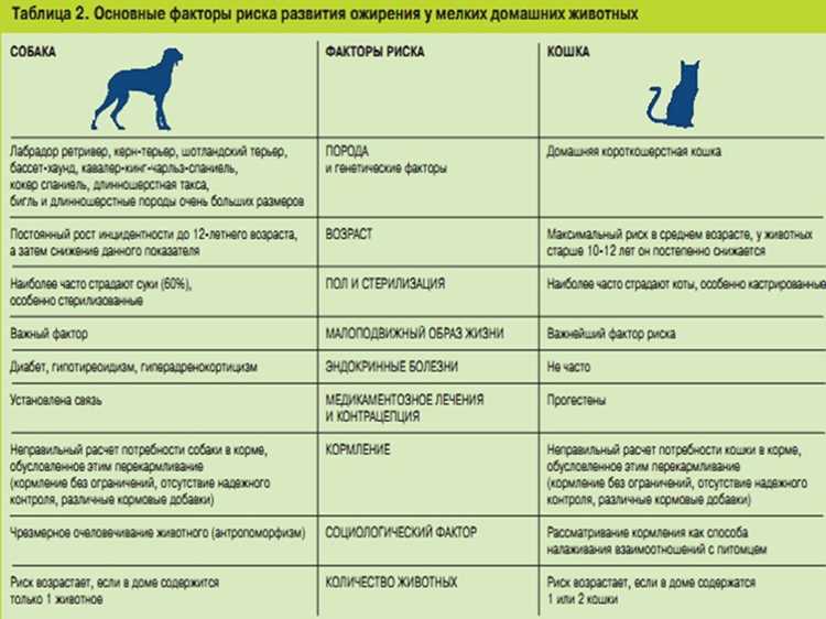 Как лечить ожирение у кошек: советы по кормлению и уходу