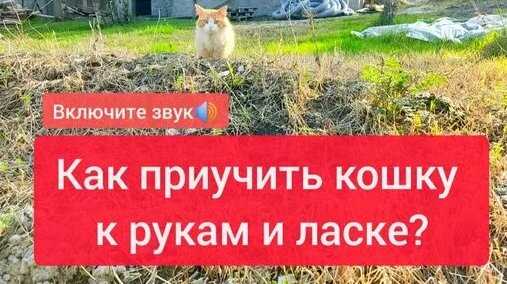 Проверенные способы отучить кота царапаться и приучить его к рукам Как приучить кота не царапаться и спокойно сидеть на руках: советы и методы