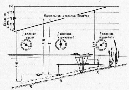 При каком давлении летом лучше всего клюет щука, окунь и карась