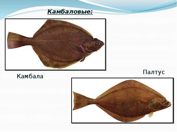 Где обитают эти рыбы и как это влияет на их вкус