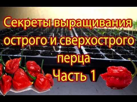 Первый опыт в выращивании острого перца дома: советы для начинающих