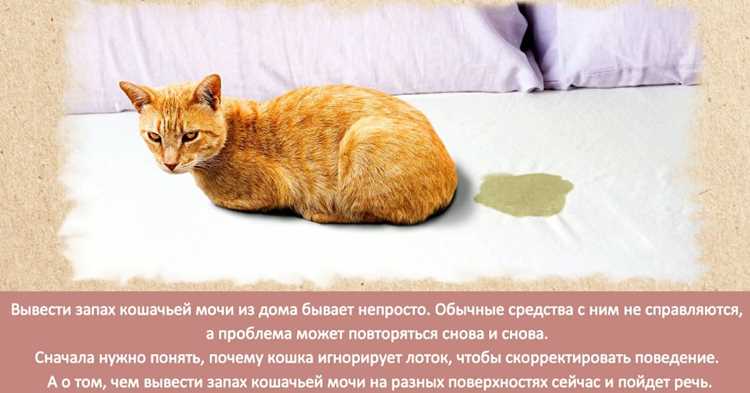 Секретный способ вывести запах кошачьей мочи с ковра и пола – свежее решение
Или альтернативный вариант:
Как убрать запах кошачьей мочи с ковра и пола: проверенный секретный метод
Оба варианта содержат ключевые слова и привлекают внимание. Выбирай в зависимости от стиля сайта!