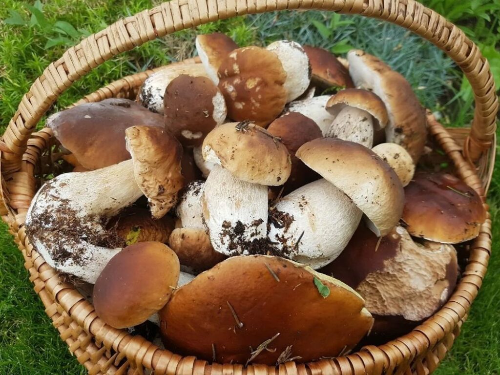 что будет если есть много белых грибов